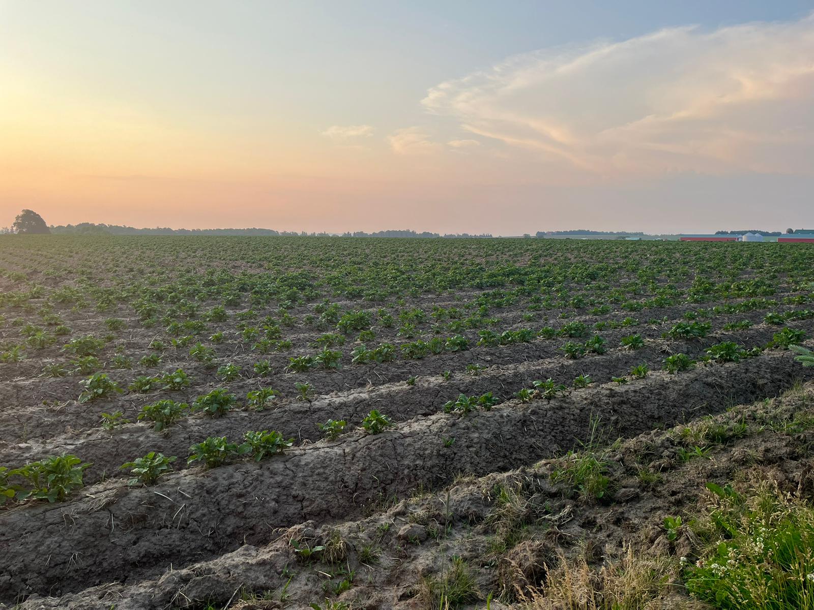 LesFermesMVG Potato Field