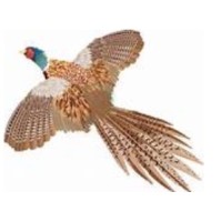 ew_bowser__son_limited_logo (1)